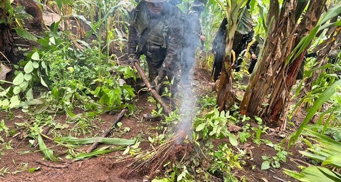 Acciones del Ejército de Guatemala permiten la localización y destrucción de cultivos ilícitos