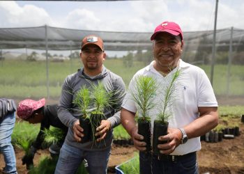Fortalecen la protección y conservación de cuencas hidrográficas con más de 222 mil plantas forestales