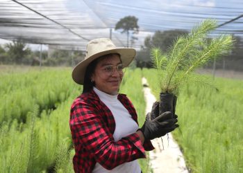 Más de 200 mil plantas para proteger nuestras cuencas