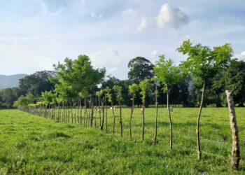 El calor se intensifica y cultivos de 124 municipios podrían ser afectados