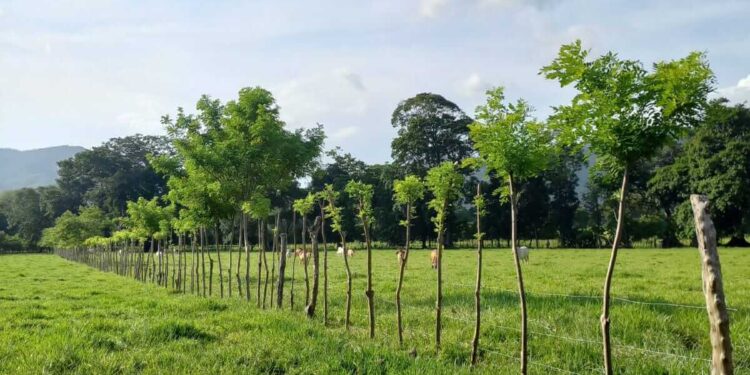 El calor se intensifica y cultivos de 124 municipios podrían ser afectados