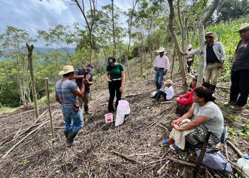Implementan siembra de maíz con técnicas agroforestales y manejo de rastrojo