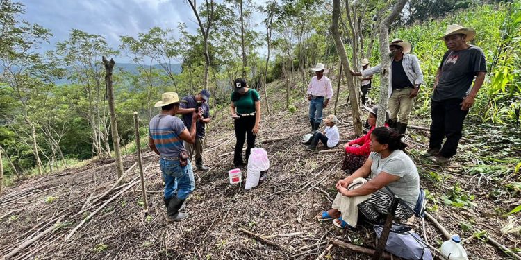 Implementan siembra de maíz con técnicas agroforestales y manejo de rastrojo