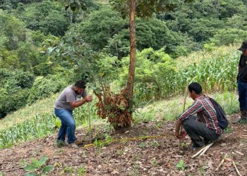 Implementan sistema de riego por goteo y reservorio en huertos grupales