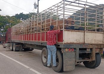 Inspecciones de ganado contribuyen a prevenir el Gusano Barrenador en Petén