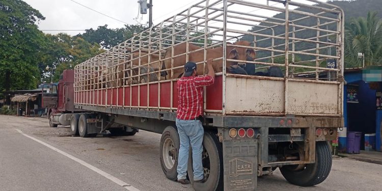 Inspecciones de ganado contribuyen a prevenir el Gusano Barrenador en Petén