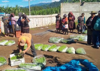 Más huertos familiares, más alimentos frescos para las familias de Sololá