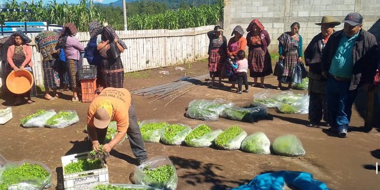 Más huertos familiares, más alimentos frescos para las familias de Sololá
