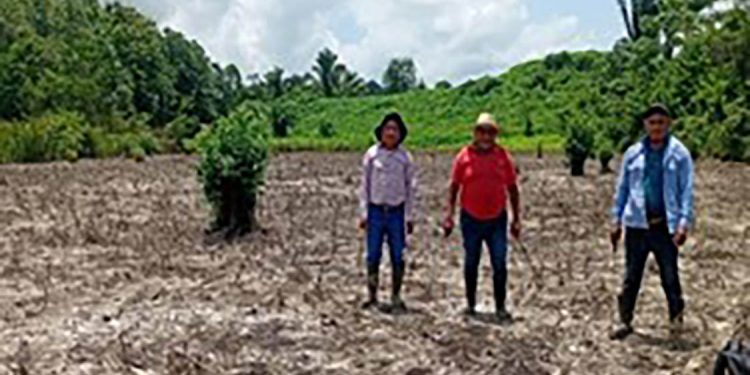 Monitorean cultivos de 110 municipios por el calor