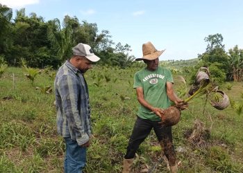 Monitorean plagas y enfermedades en plantaciones de coco y plátano