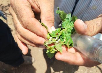 Monitoreo técnico a productores de uva mejora el rendimiento agrícola