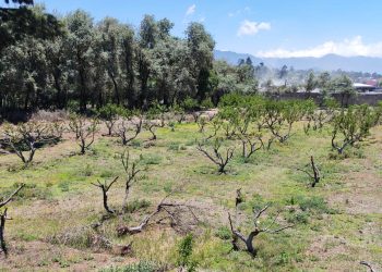 Onda del este podría favorecer lluvias a mediados de semana