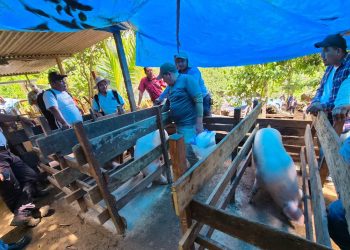 Productores de Alta Verapaz capacitados en prácticas de sanidad porcina