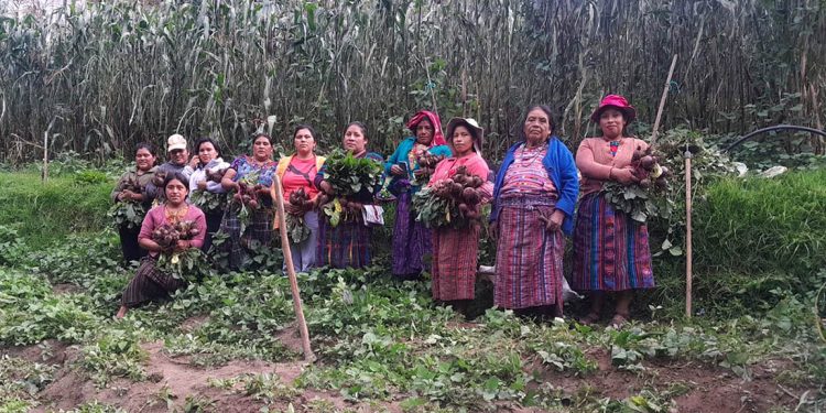 Huerto comunal asegura disponibilidad de alimentos a productores de San Marcos