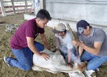 Productor de Santa Ana fortalece el manejo y bienestar de sus terneros