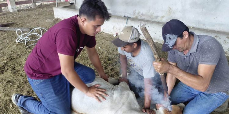 Productor de Santa Ana fortalece el manejo y bienestar de sus terneros