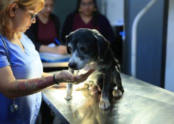 Proteger el bienestar animal es un compromiso de interés público y social