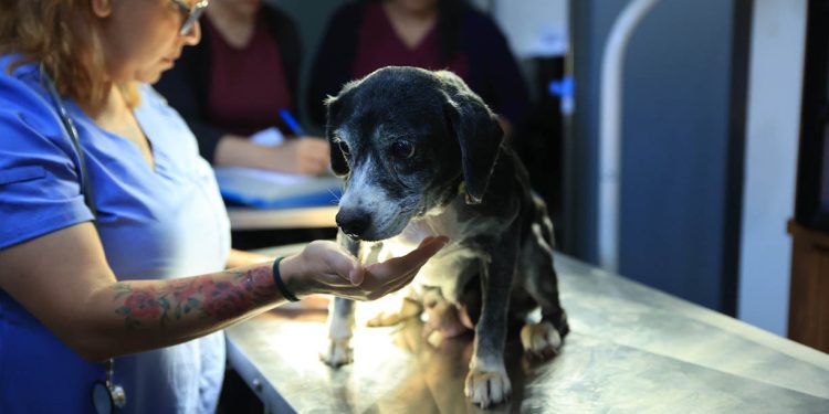 Proteger el bienestar animal es un compromiso de interés público y social