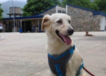 Recomendaciones para proteger a sus mascotas ante la actividad del Volcán de Fuego