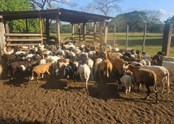 Recomiendan cuidar cultivos y ganado ante persistencia del calor y escasez de lluvia