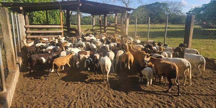 Recomiendan cuidar cultivos y ganado ante persistencia del calor y escasez de lluvia