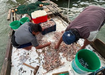 Recopilan datos de capturas de camarón en la pesca de pequeña escala