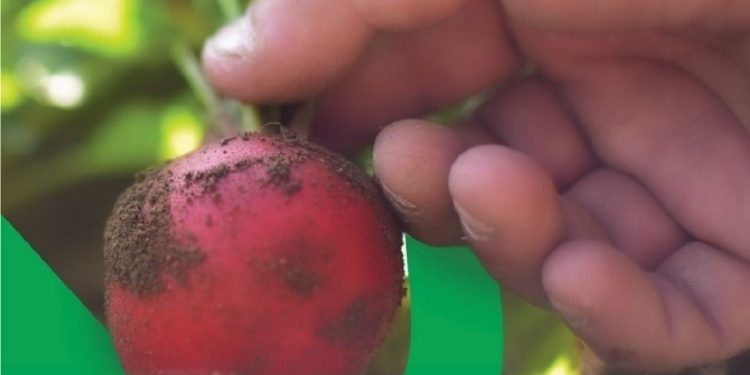Apoyamos el desarrollo comunitario en Huehuetenango
