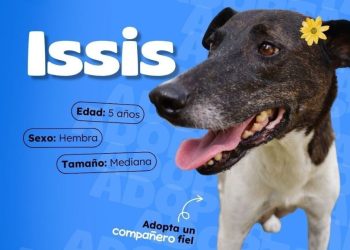 Buscamos familia para amar