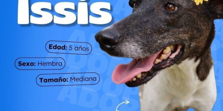 Buscamos familia para amar