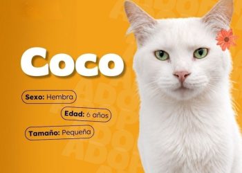 Un hogar para cada gatito