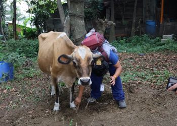 UBA atiende animales en comunidades afectadas por erupción
