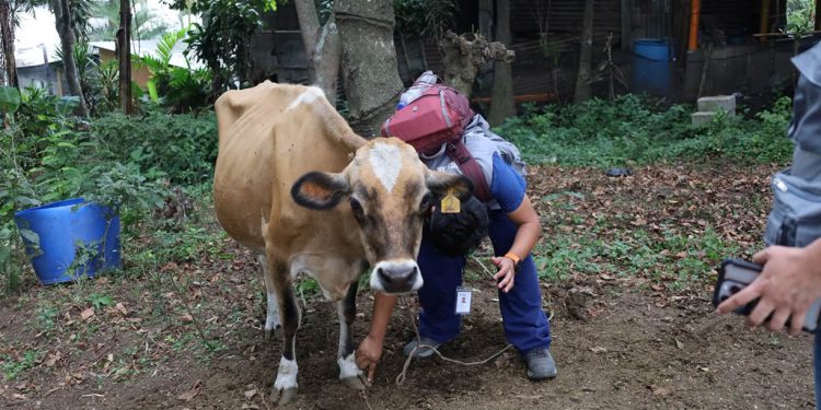 UBA atiende animales en comunidades afectadas por erupción