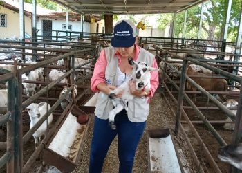 Descartan presencia de Gusano Barrenador en ovinos de finca zacapaneca