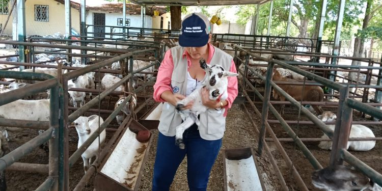 Descartan presencia de Gusano Barrenador en ovinos de finca zacapaneca