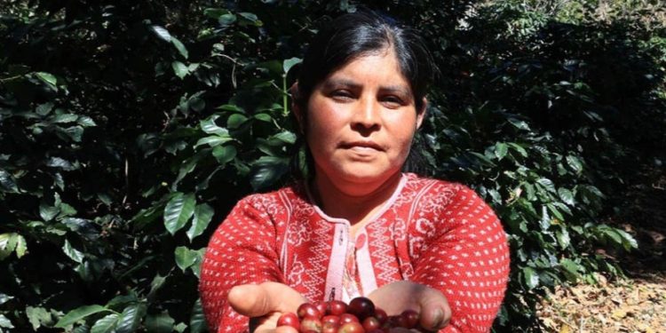 Pueblos indígenas fortalecen la seguridad alimentaria y el desarrollo agrícola del país