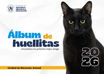 ¿Está listo para adoptar? 