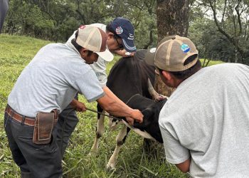 Brindan atención veterinaria a los animales de producción afectados por ceniza del volcán