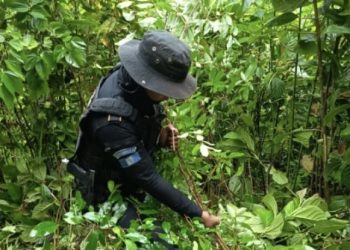 Operativo antinarcótico permite erradicar 3,300 arbustos de coca