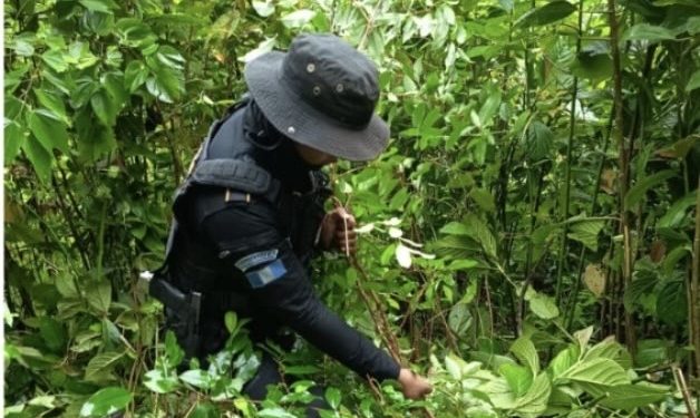 Operativo antinarcótico permite erradicar 3,300 arbustos de coca