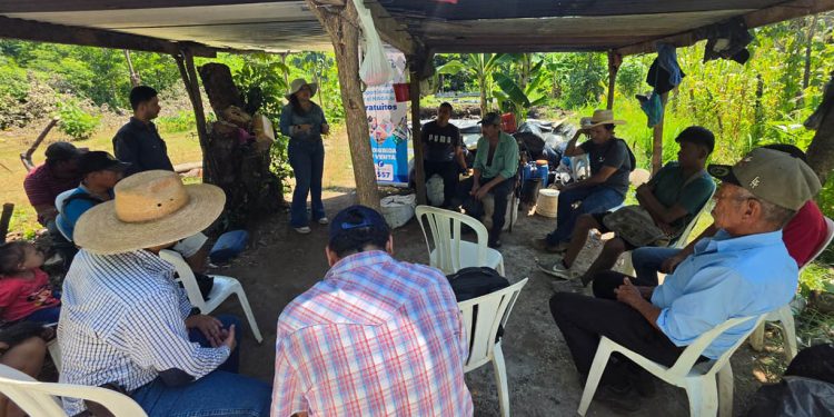 Cultivo de tilapia fortalece la seguridad alimentaria de familias de Santa Rosa