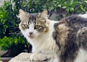 Cuidar, esterilizar y prevenir el abandono: claves para el bienestar felino