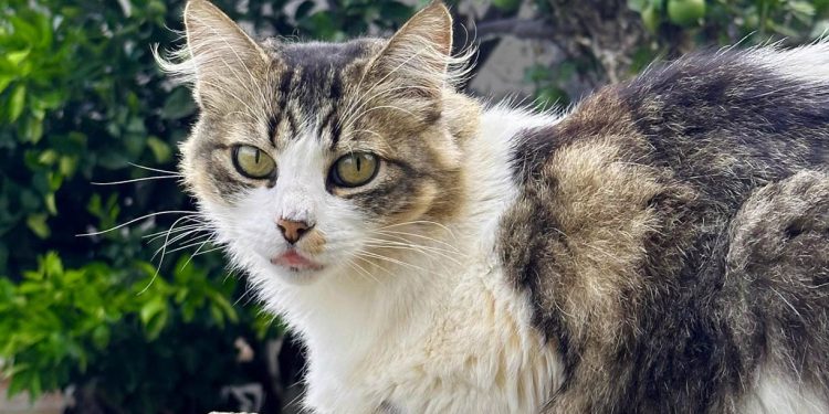 Cuidar, esterilizar y prevenir el abandono: claves para el bienestar felino