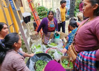 Familias de Momostenango reciben plántulas para establecer huertos familiares