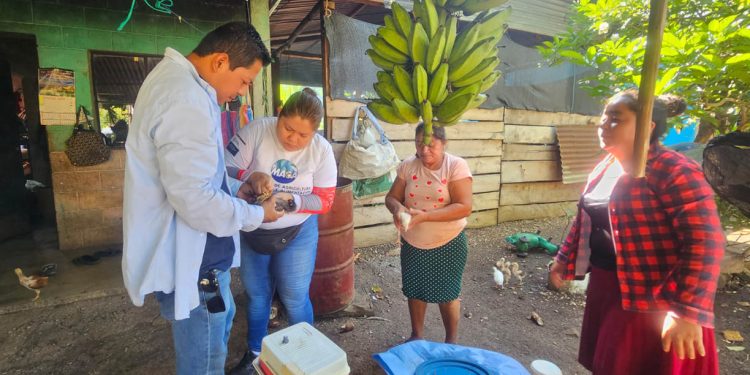 Fortalecen conocimientos de productores avícolas de Nuevo San Francisco