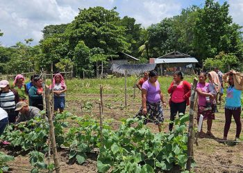 Asistencia técnica fortalece producción de huertos comunales en Petén
