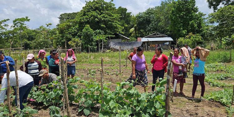 Asistencia técnica fortalece producción de huertos comunales en Petén