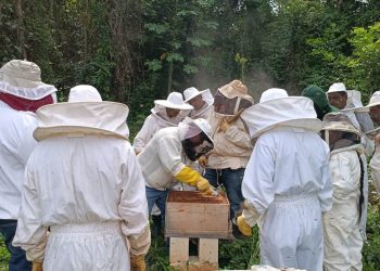 Productores apícolas fortalecen el control de Varroa para mejorar la sanidad de las colmenas