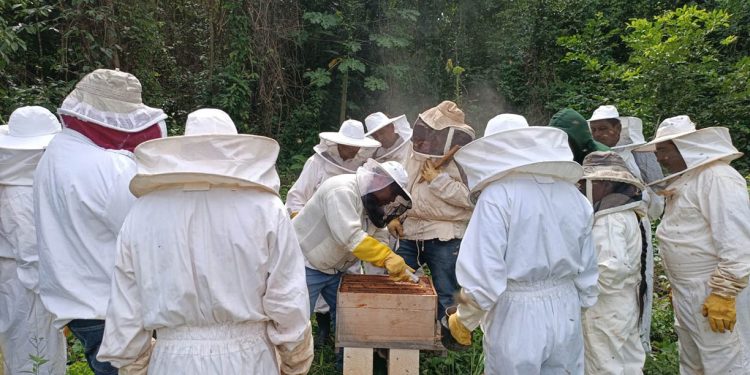 Productores apícolas fortalecen el control de Varroa para mejorar la sanidad de las colmenas