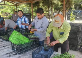 Familias agricultoras reciben plántulas para producir alimentos frescos
