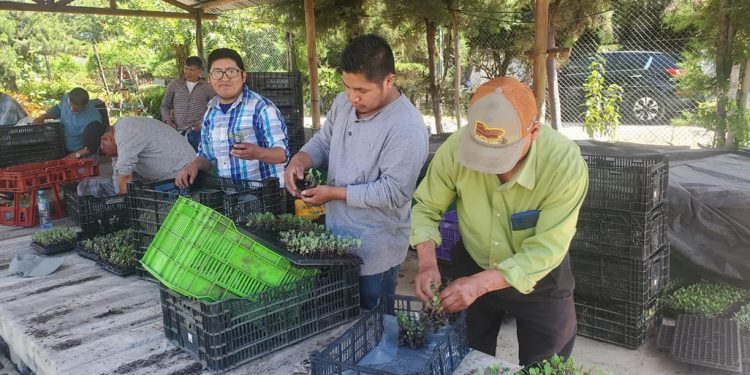 Familias agricultoras reciben plántulas para producir alimentos frescos